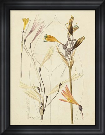 Framed Antique Botanical Sketch VI Print