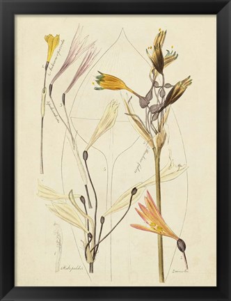 Framed Antique Botanical Sketch VI Print