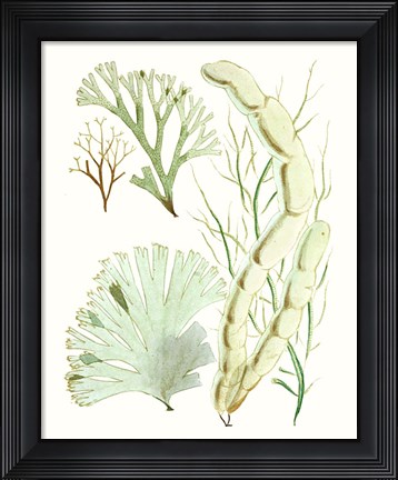 Framed Antique Seaweed Composition I Print