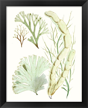 Framed Antique Seaweed Composition I Print