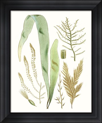Framed Antique Seaweed Composition II Print
