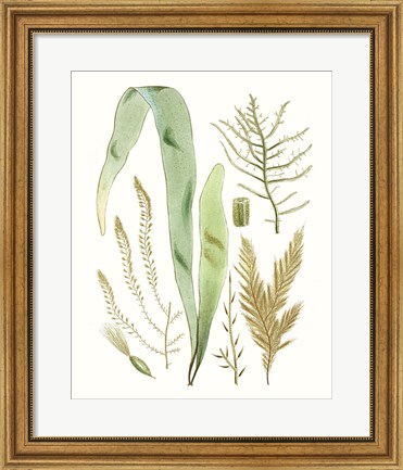 Framed Antique Seaweed Composition II Print