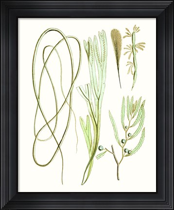 Framed Antique Seaweed Composition III Print