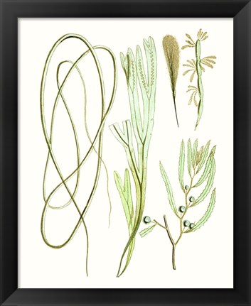 Framed Antique Seaweed Composition III Print