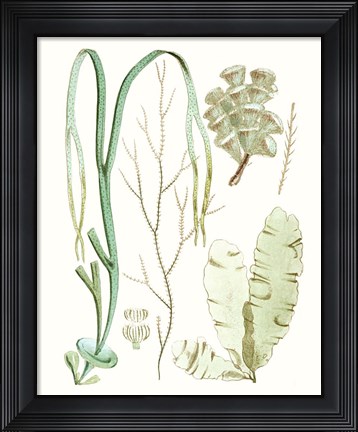 Framed Antique Seaweed Composition IV Print