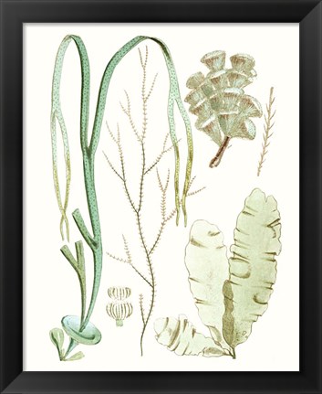 Framed Antique Seaweed Composition IV Print