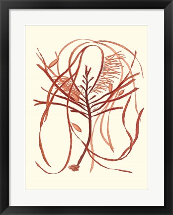 Framed Coral Seaweed I Print