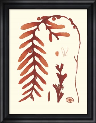 Framed Coral Seaweed II Print