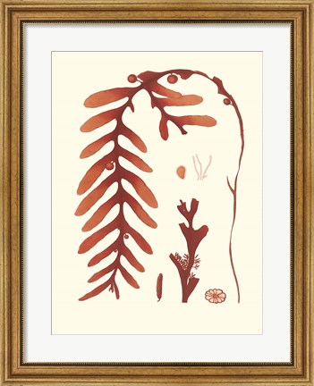 Framed Coral Seaweed II Print