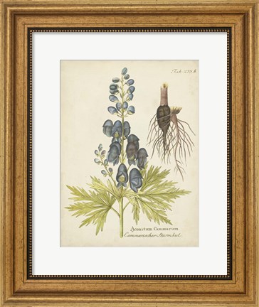 Framed Eloquent Botanical II Print
