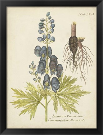 Framed Eloquent Botanical II Print