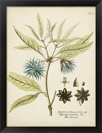 Framed Eloquent Botanical III Print