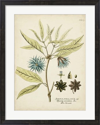 Framed Eloquent Botanical III Print
