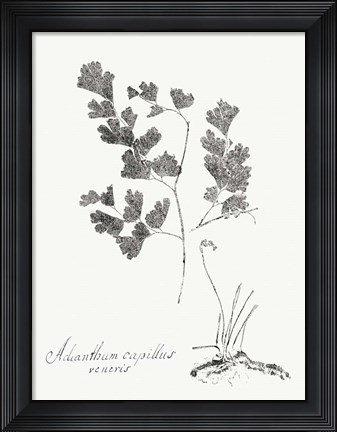 Framed Botanical Imprint I Print