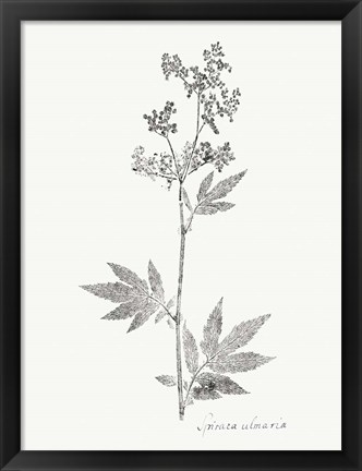 Framed Botanical Imprint II Print