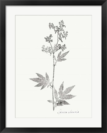 Framed Botanical Imprint II Print