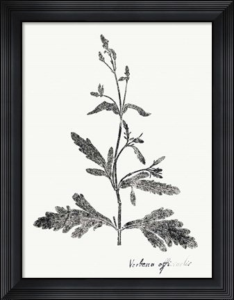 Framed Botanical Imprint III Print