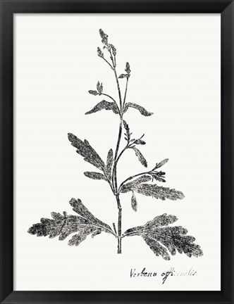 Framed Botanical Imprint III Print