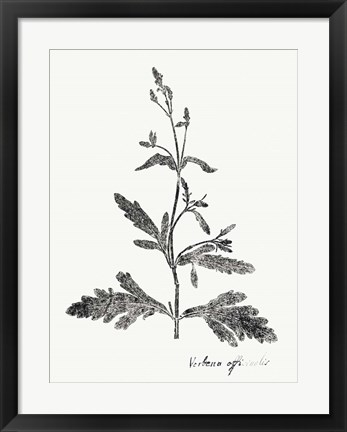 Framed Botanical Imprint III Print