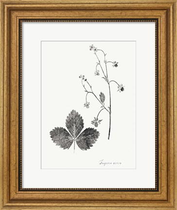 Framed Botanical Imprint IV Print