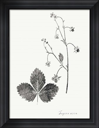 Framed Botanical Imprint IV Print