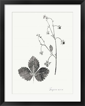 Framed Botanical Imprint IV Print