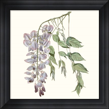 Framed Graceful Botanical II Print