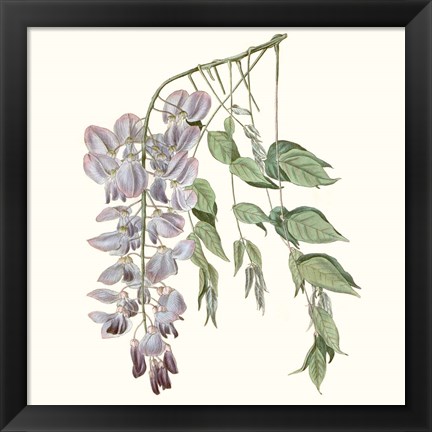 Framed Graceful Botanical II Print