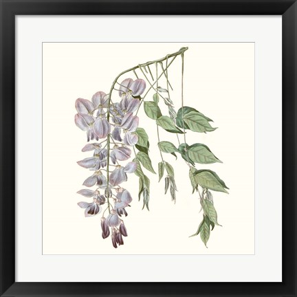 Framed Graceful Botanical II Print