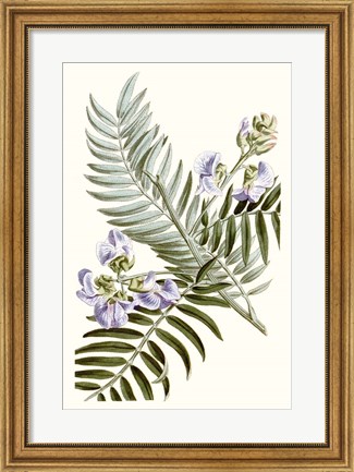 Framed Graceful Botanical IV Print