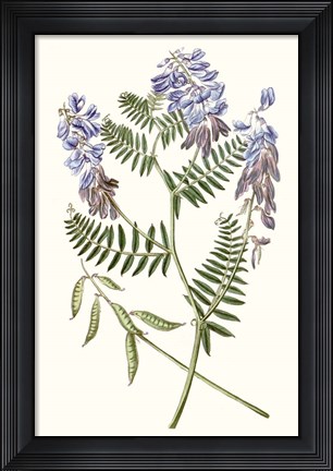 Framed Graceful Botanical V Print
