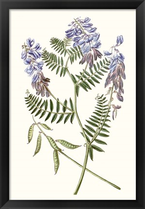 Framed Graceful Botanical V Print