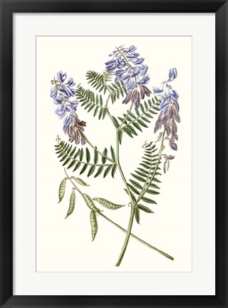 Framed Graceful Botanical V Print