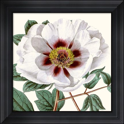 Framed Cropped Antique Botanical II Print