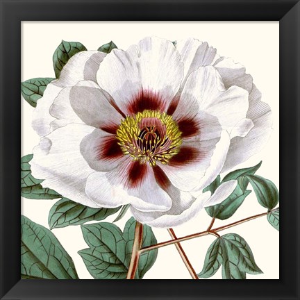 Framed Cropped Antique Botanical II Print