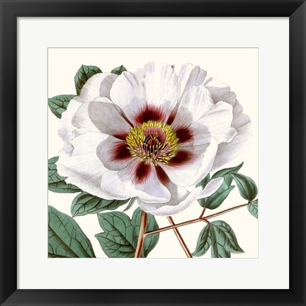 Framed Cropped Antique Botanical II Print