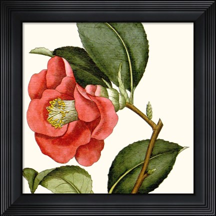 Framed Cropped Antique Botanical III Print
