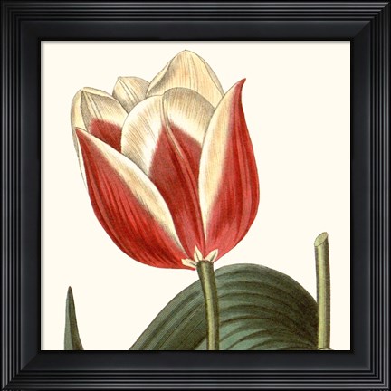Framed Cropped Antique Botanical IV Print