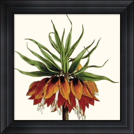 Framed Cropped Antique Botanical V Print