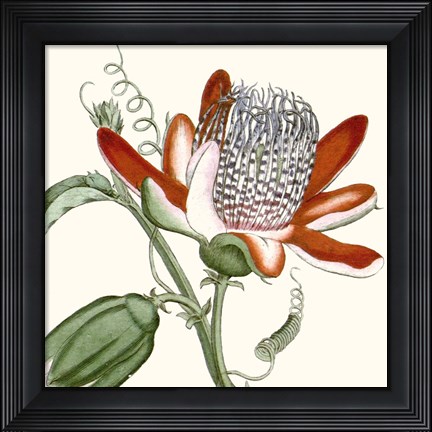 Framed Cropped Antique Botanical VI Print