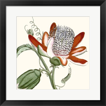 Framed Cropped Antique Botanical VI Print