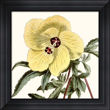 Framed Cropped Antique Botanical VII Print