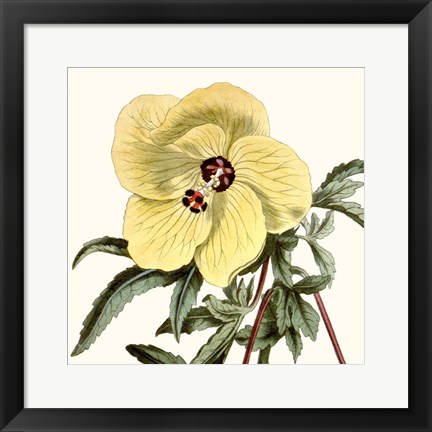 Framed Cropped Antique Botanical VII Print