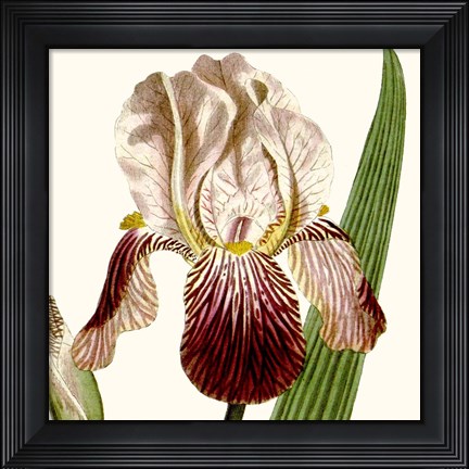 Framed Cropped Antique Botanical VIII Print