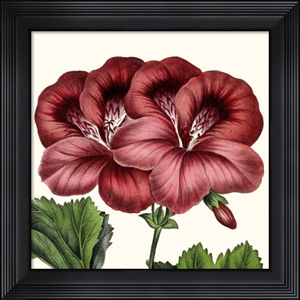 Framed Cropped Antique Botanical IX Print
