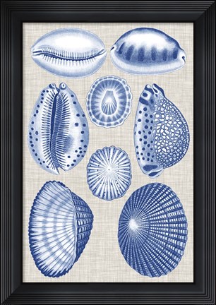 Framed Navy &amp; Linen Shells I Print