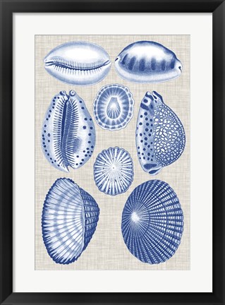 Framed Navy &amp; Linen Shells I Print