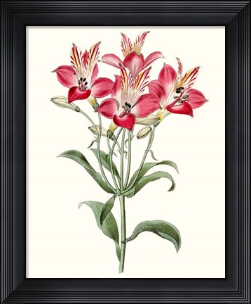 Framed Roseate Blooms I Print