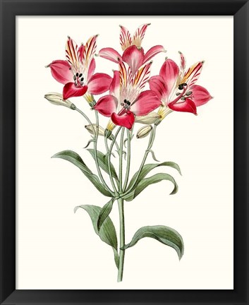 Framed Roseate Blooms I Print