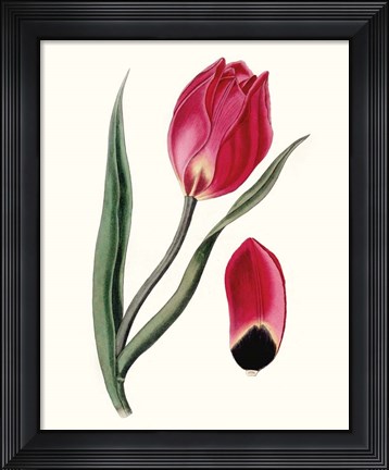Framed Roseate Blooms II Print
